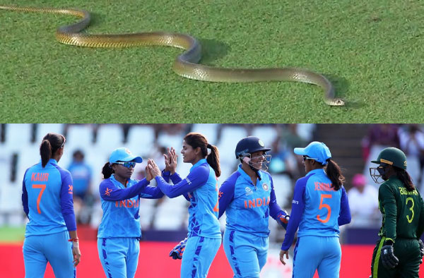 Snake Halts India Women’s Training at R. Premadasa Stadium Ahead of World Cup Clash with Pakistan